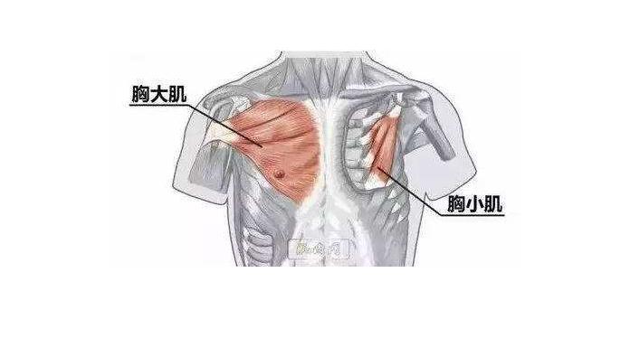 胸部肌群：胸大肌和胸小肌的位置