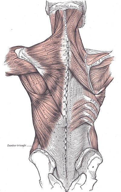 使用筋膜枪按摩腰部时，应注意腰与骨盆交界处